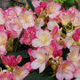 Rhododendron meerkleurig